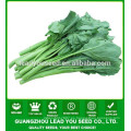 NKL01 Suijiao buena calidad semillas de col rizada, semillas de kailan, brócoli chino